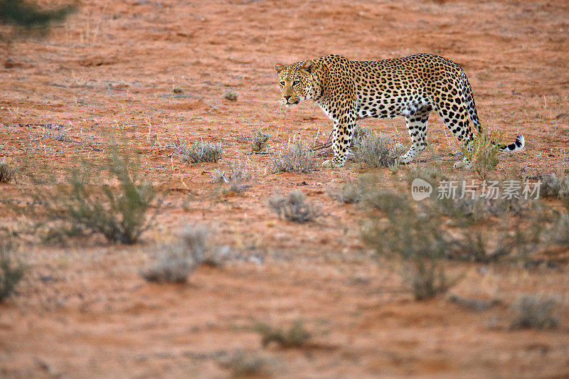 豹子，Panthera pardus，走在橙红色的沙滩上。博茨瓦纳卡拉加迪沙漠中的非洲豹。艺术野生自然，猫在荒野。野生斑点猫在野外。非洲的狩猎之旅。